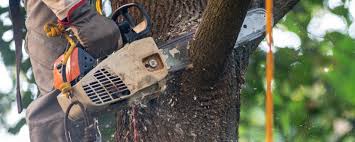 Best Soil Testing and Treatment  in Holiday, FL