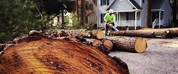 Best Tree Trimming and Pruning  in Holiday, FL