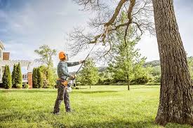 Best Tree Preservation Services  in Holiday, FL