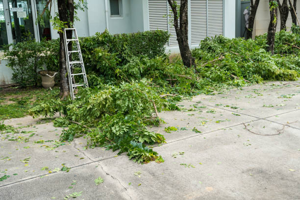 Best Lawn Renovation and Restoration  in Holiday, FL