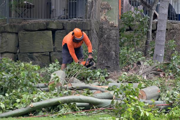 Best Storm Damage Tree Cleanup  in Holiday, FL