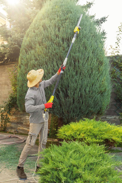 Best Root Management and Removal  in Holiday, FL