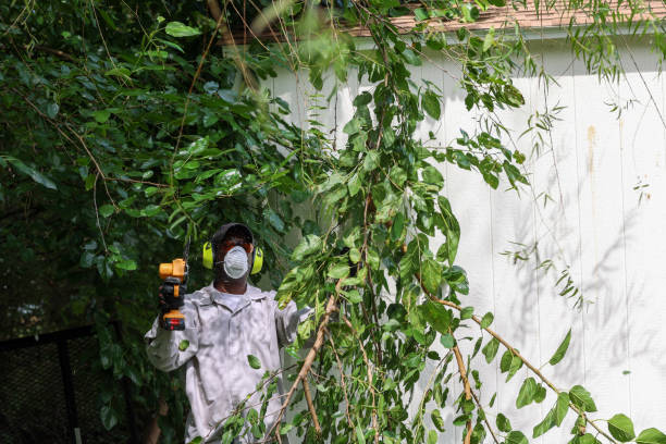 Best Arborist Consultation Services  in Holiday, FL