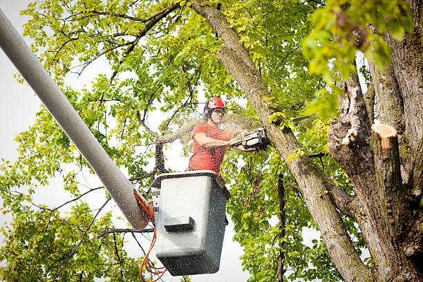 How Our Tree Care Process Works  in  Holiday, FL