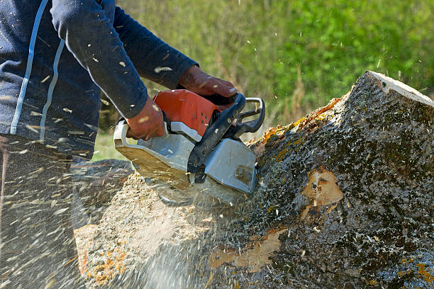 Best Commercial Tree Services  in Holiday, FL