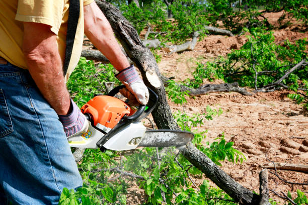 Best Lot and Land Clearing  in Holiday, FL