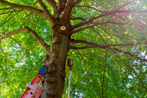 Best Tree Health Inspection  in Holiday, FL